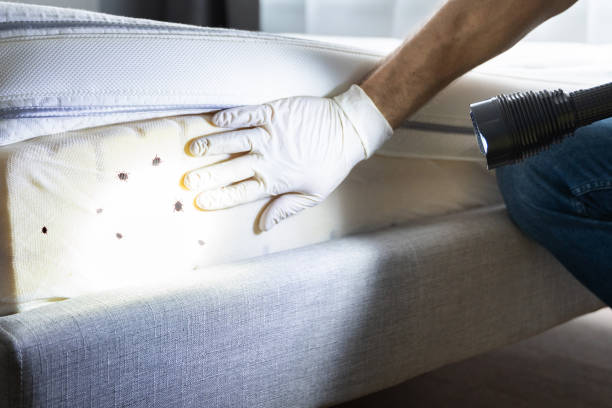 Best Bed Bug Extermination  in Dundee, FL