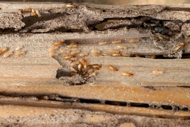 Best Affordable Pest Control Services  in Dundee, FL