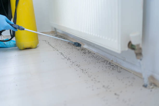 Best Wasp Removal Services  in Dundee, FL