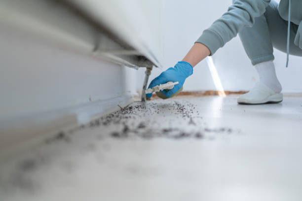 Best Cockroach Control Services  in Dundee, FL